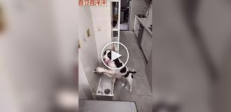 A dog that washes its own paws