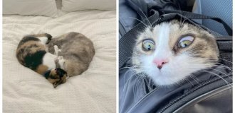 Кошачьи будни: 25 умилительных моментов, демонстрирующих, что коты делают что и когда хотят (26 фото)