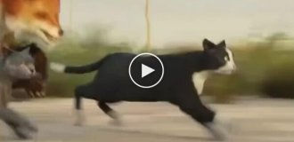 Швидкість бігу різних тварин