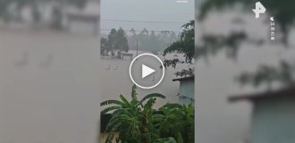 Сотни змей сбежали с фермы в Китае из-за наводнения