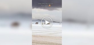 В пустыне Саудовской Аравии выпал снег