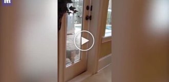 The cat opens the door to the house itself