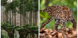 10 фактов, после которых вы посмотрите на мир другими глазами (11 фото)