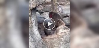 Обезьянка Панч учится отстаивать свои границы