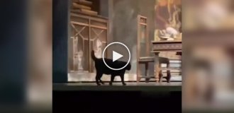 Кошка решила прогуляться по сцене во время спектакля