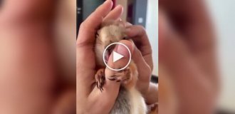 A squirrel licks with pleasure