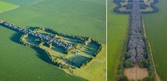 Argentinian farmer grew a "guitar" from 7,000 trees (2 photos + 1 video)
