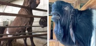 Shami: A Goat Being “Remade” into a Cow (9 photos)