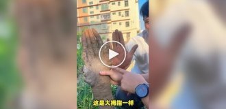 Китаец выкопал овощ, похожий на человеческую руку