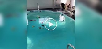 A new trend is gaining popularity in the US - a real "kindergarten" for dogs