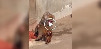 Панч защищает свою игрушку