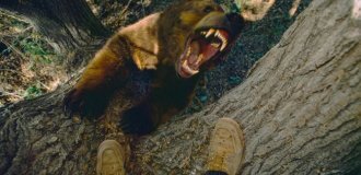 Почему есть мясо медведя смертельно опасно? (9 фото)