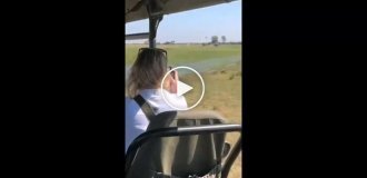 A lioness's unsuccessful hunt for a warthog