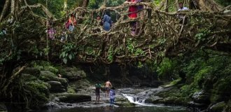 Корневые мосты в Индии (6 фото)