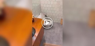 A snake climbed into a toilet in Thailand