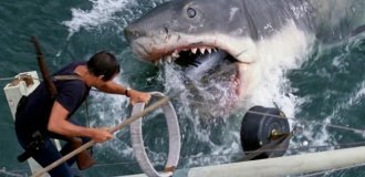 Белая акула: самый страшный хищник океана (12 фото)