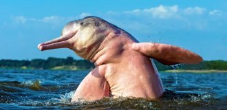 Botu: they eat anacondas, piranhas and turn pink from scars (14 photos)