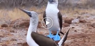 Голубоногая олуша - одна из самых стильных птиц планеты