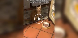 Пушистый любитель оливкового масла