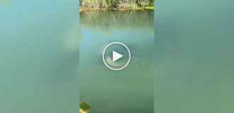 Индийский водяной буйвол — удивительный ныряльщик, способный проводить под водой до пяти минут