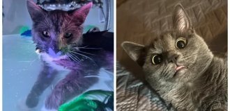 20 снимков, на которых котики отжигают по полной (21 фото)