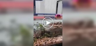 Голодные игры в аквариуме
