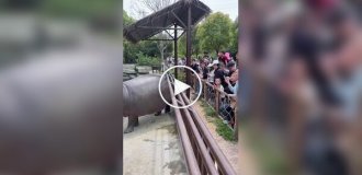Бегемот оригинально отогнал зевак