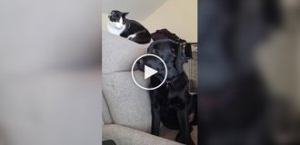 Кот-диктатор - горе в семье