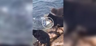 Борьба уличных кошек за рыбу