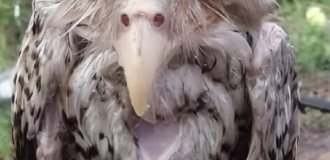 Так выглядит промокшая сова (4 фото)