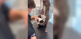 Эмоциональная реакция собаки во время стрижки когтей