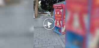 Чайка научилась мяукать
