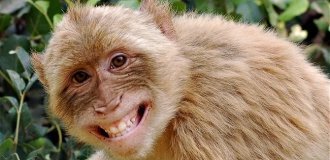 5 способов выражения животными человеческих эмоций (6 фото)