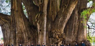 What Does the Tule Tree Look Like, an Ancient Cypress in Mexico with the World's Thickest Trunk (4 photos)