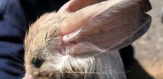 Довговухий тушканчик: диво з Монголії. Хижий гризун з гігантськими вухами (7 фото)
