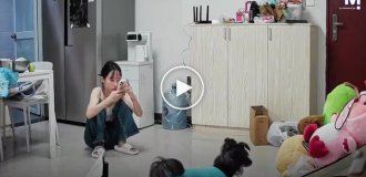 В Китае кошка проявила заботу о своей хозяйке