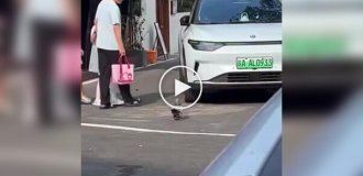 В Китае голубь растолстел от ресторанных угощений и утратил способность летать