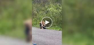 Гиббон сам подошел к сотруднику парка за объятиями