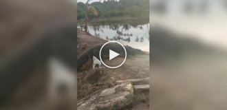 Fearless dog barked at a crocodile