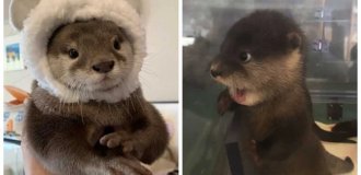 40 фото выдр, на которые невозможно смотреть без улыбки (41 фото)