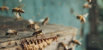 Кормушки для пчел: какие бывают виды