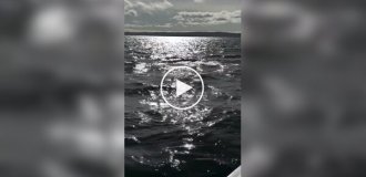 Тюлень застрибнув на судно, щоб врятуватися від косатки