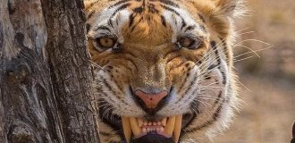 Секретное оружие тигра: его рык может парализовать животное или человека (7 фото)