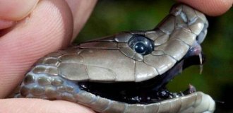 Бросается без предупреждения: почему у чёрной мамбы самая чёрная репутация среди змей? (10 фото)