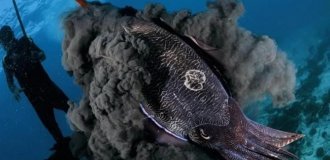 Чернила головоногих — одно из самых элегантных изобретений природы (3 фото)