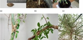 Scientists were able to germinate the seed of an extinct tree mentioned in the Bible (1 photo)