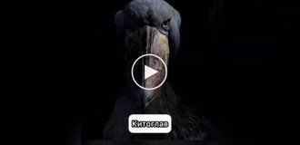 Птицы, которые издают самые жуткие звуки