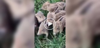 Кабанье семейство на прогулке