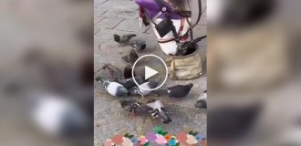 A kind horse that shares grain with pigeons