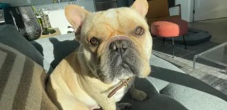 From First Class to Economy: A Man Sues an Airline Because His Dog Died After a Transfer (4 photos)